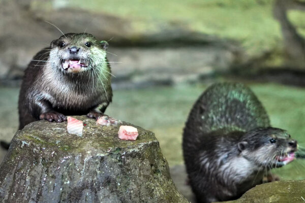 Океанариум Аквария на Пхукете