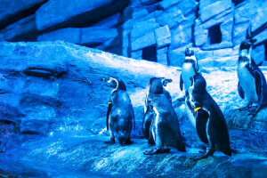 Океанариум Аквария на Пхукете