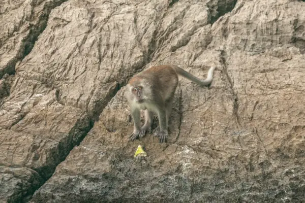 Фотография экскурсии Экскурсия на острова Пхи-Пхи и Бамбу из Као Лака