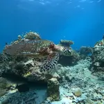 Ленивые Симиланы: снорклинг среди морских черепах