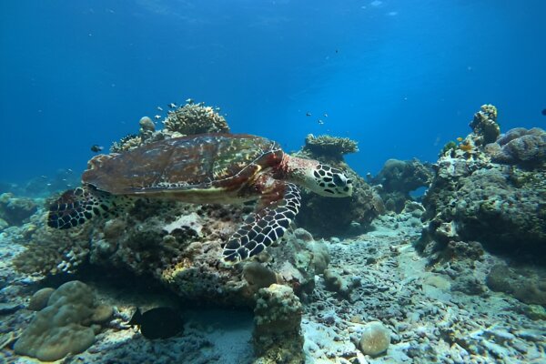 Ленивые Симиланы: снорклинг среди морских черепах