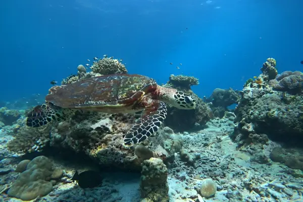 Lazy Similans: snorkeling among sea turtles