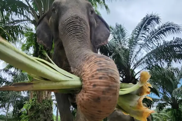 Природа и Нирвана - Белый храм, слоны, деревня Каренов и релакс в спа