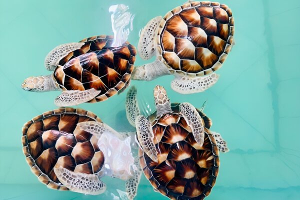 Као Лак Сафари из Као Лака: слоны, черепахи и бамбуковые плоты