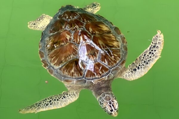 Као Лак Сафари из Као Лака: слоны, черепахи и бамбуковые плоты