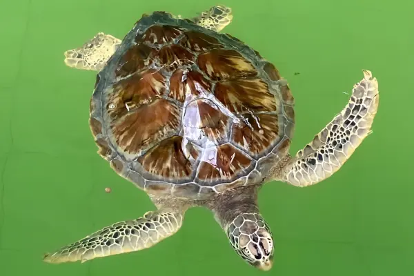 Као Лак Сафари из Као Лака: слоны, черепахи и бамбуковые плоты