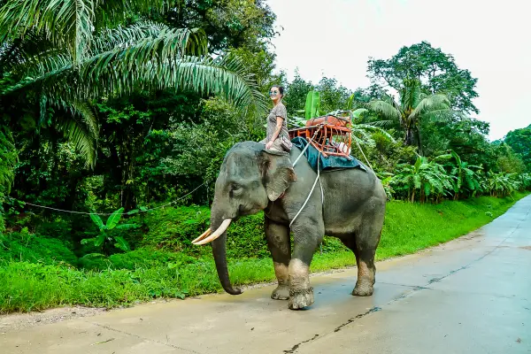 Экскурсия в Као Лак - водопады и природа Таиланда