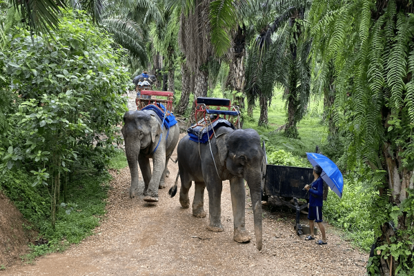 Экскурсия в Као Лак - водопады и природа Таиланда