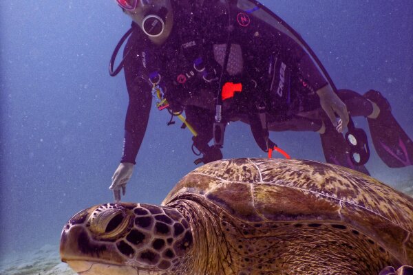 Дайвинг у острова Рача Яй – дайвинг на Пхукете для новичков