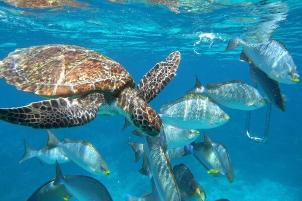 Симиланские острова – классический однодневный маршрут на спидботе