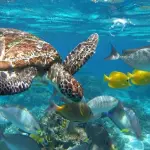 Симиланские острова – классический однодневный маршрут на спидботе