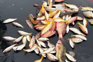 Рыбалка на Пхукете - Национальная тайская рыбалка