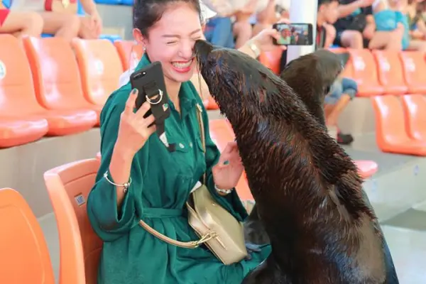 Дельфинарий на Пхукете – шоу дельфинов для всей семьи