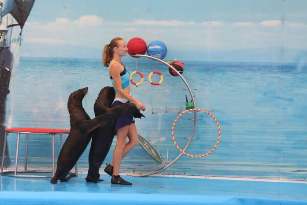 Дельфинарий на Пхукете – шоу дельфинов для всей семьи