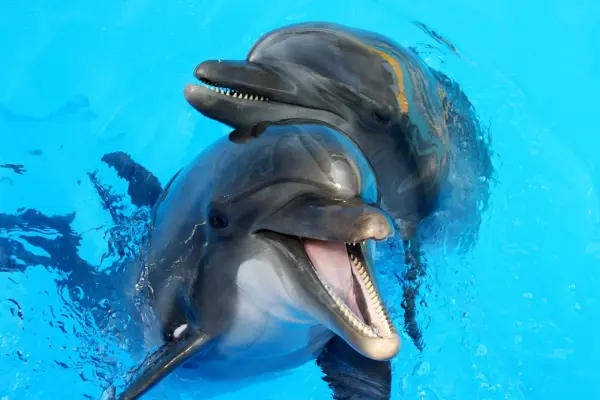 Дельфинарий на Пхукете – шоу дельфинов для всей семьи