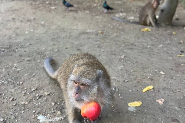 Секретное озеро - экскурсия в национальный парк Као Сок и озеро Чео Лан