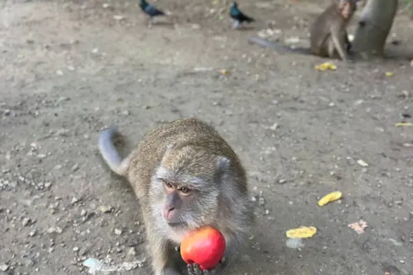 Секретное озеро - экскурсия в национальный парк Као Сок и озеро Чео Лан