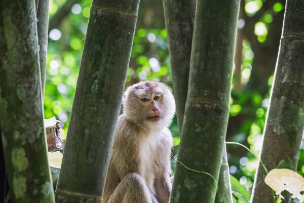 Секретное озеро - экскурсия в национальный парк Као Сок и озеро Чео Лан с ночевкой на озере