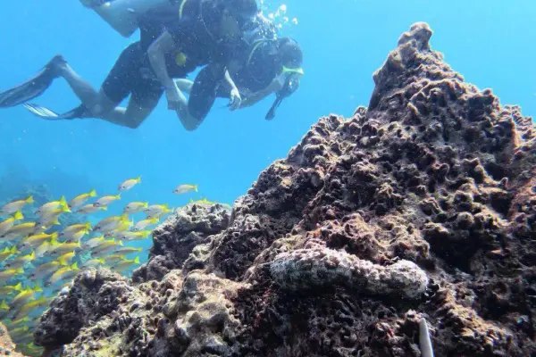 Дайвинг на Пхи-Пхи – дайвинг на Пхукете для сертифицированных дайверов