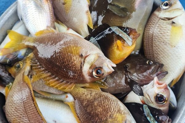 Нячанг: морская рыбалка со снорклингом и шашлыком