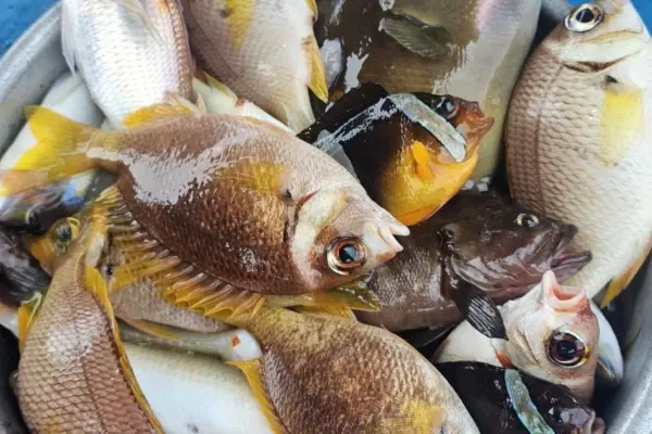Нячанг: морская рыбалка со снорклингом и шашлыком