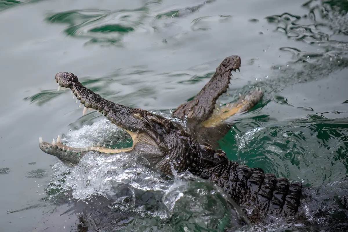 Экскурсия на Янг Бей