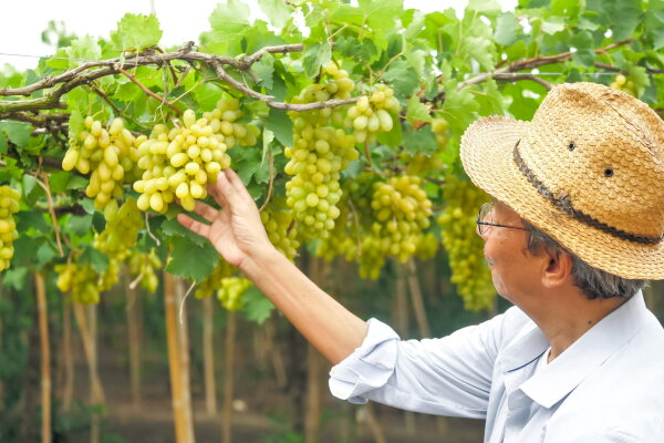 Из Нячанга: Фанранг за 1 день — ракушечный храм, лабиринт дракона и контактный зоопарк