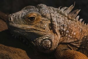 Из Нячанга: Фанранг — ракушечный храм и залив Винь Хи