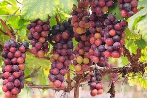 Из Нячанга: Фанранг — ракушечный храм и залив Винь Хи