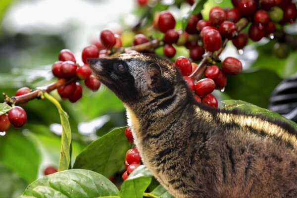 Далат Ультра 1 день